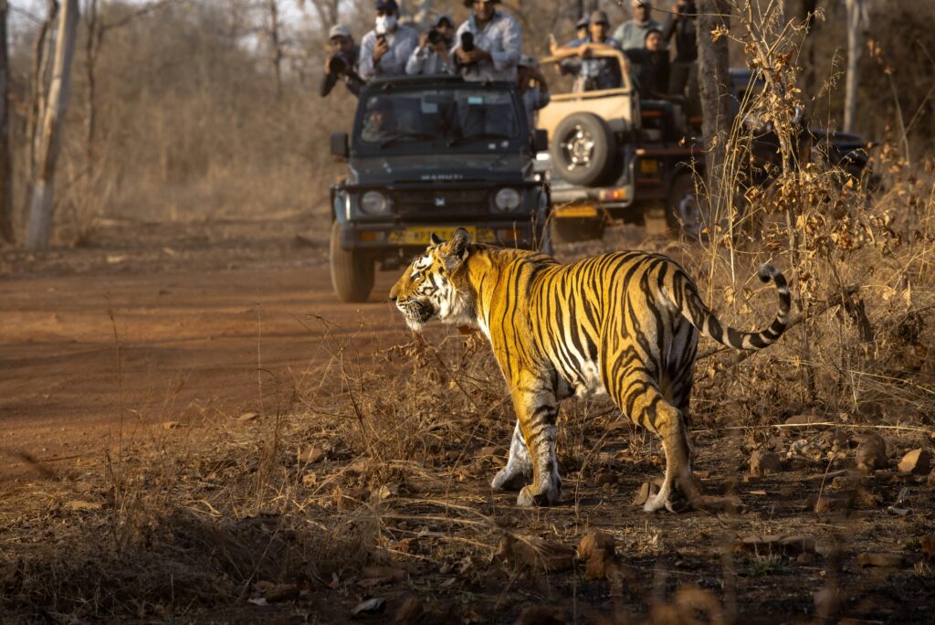 Tiger-Gypsy-Safari-Ranthambore