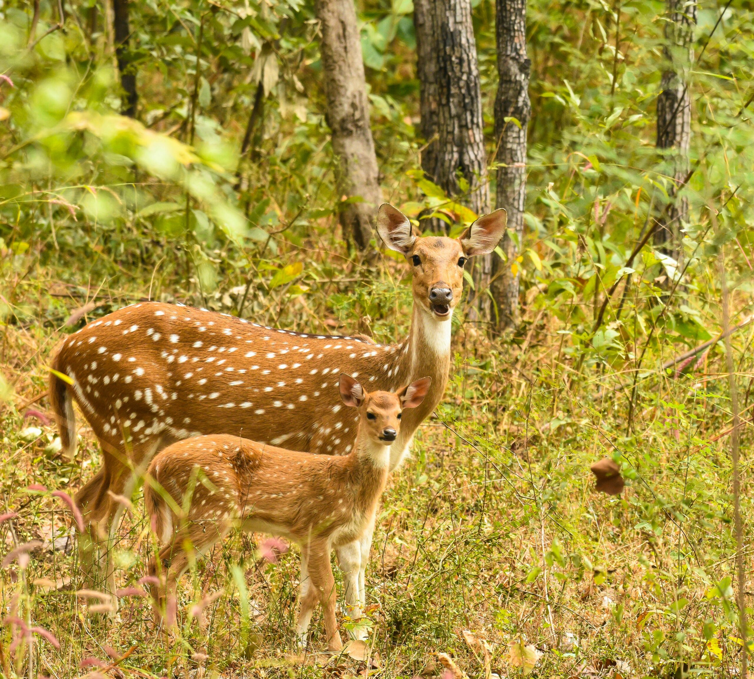 Pench Forest