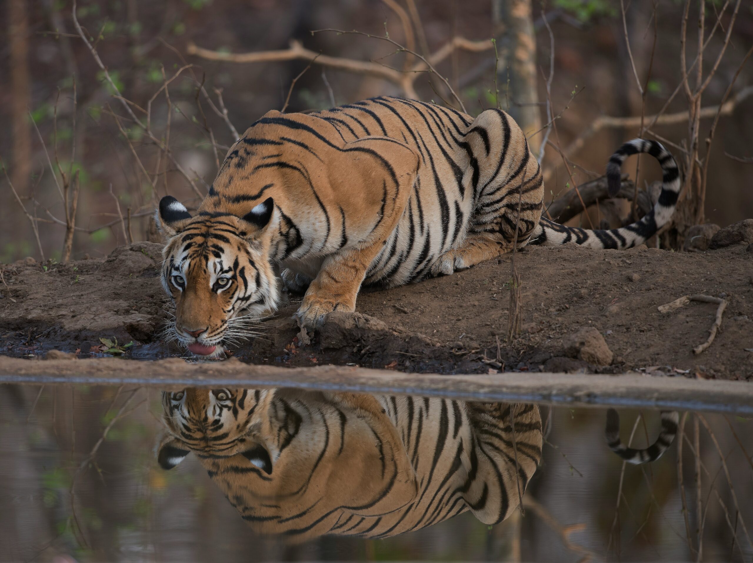 Wildlife in Pench